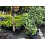 Decorative Bushes
