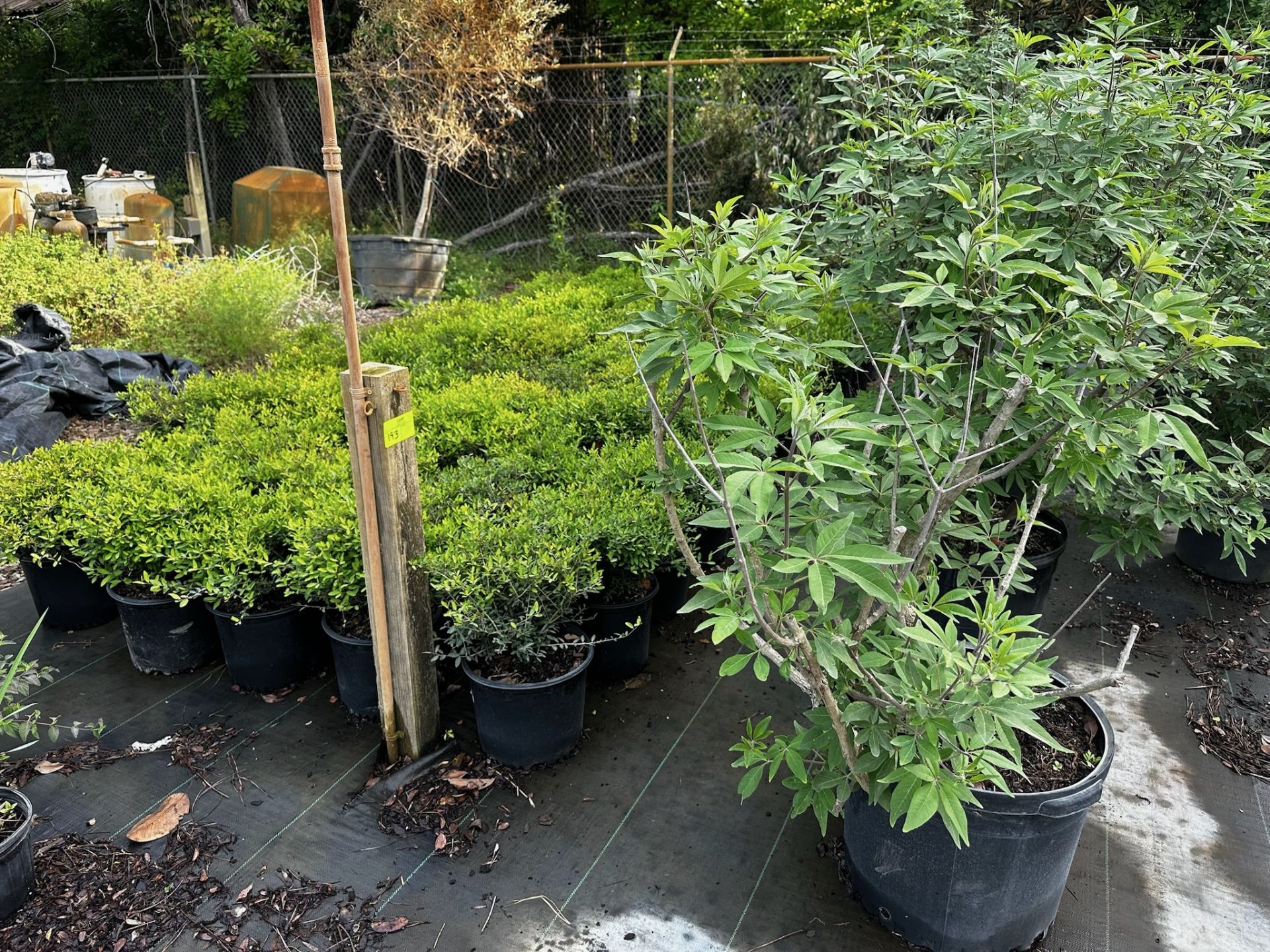 Decorative Bushes