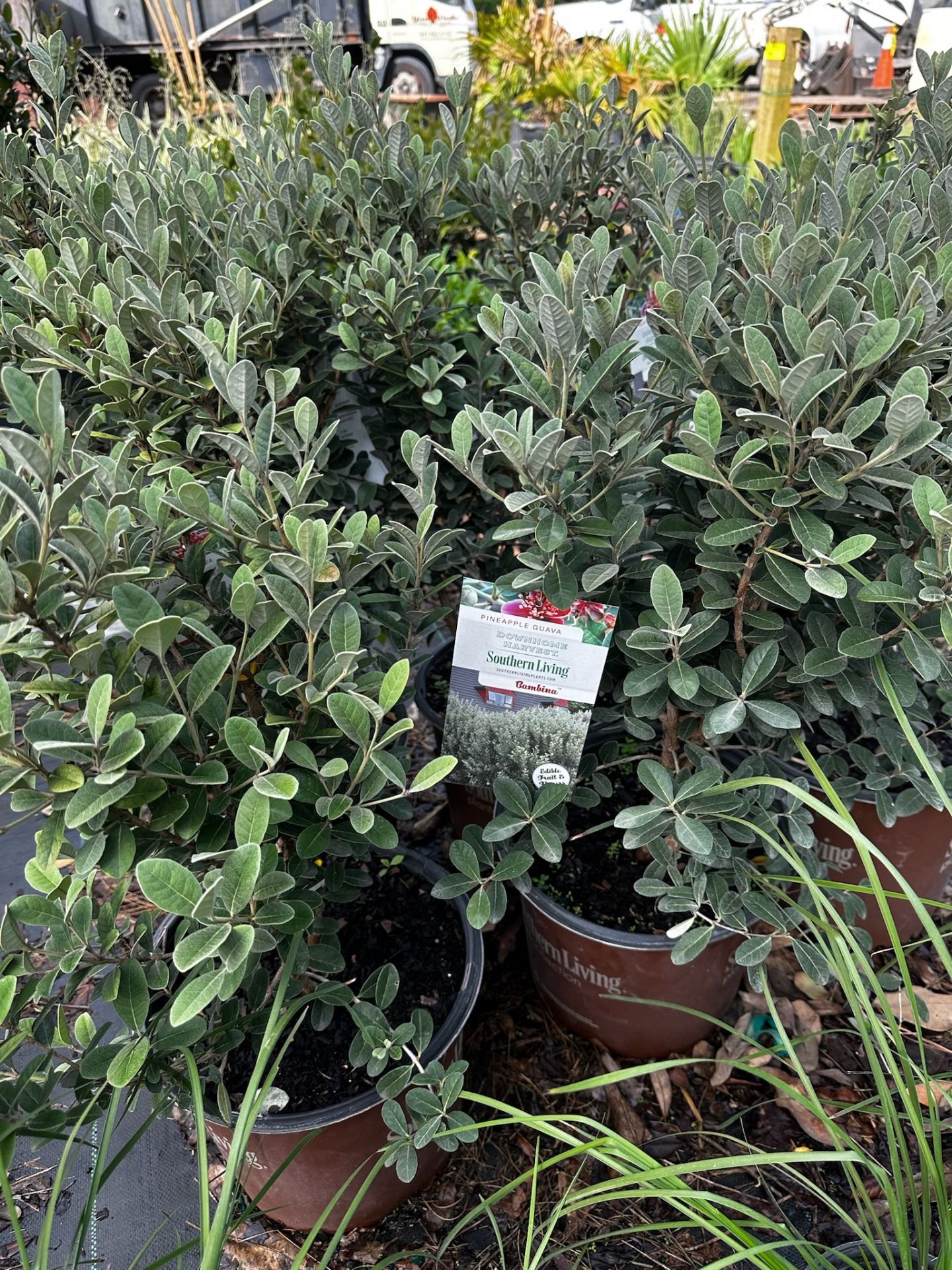 Assorted Landscaping Plants - Image 9 of 9