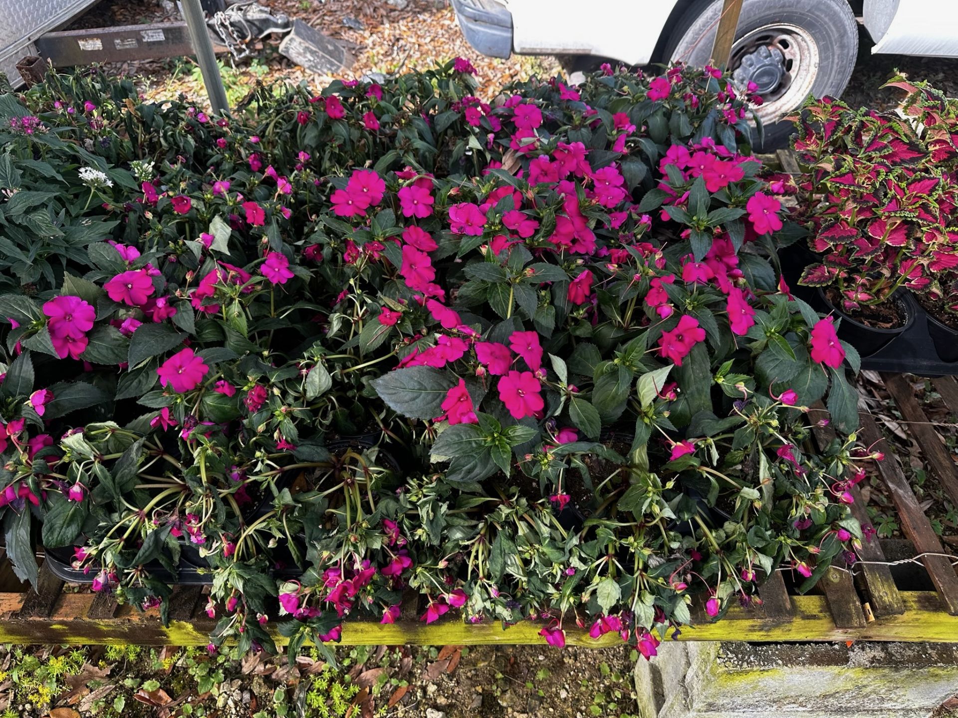 Assorted Plants - Image 6 of 14