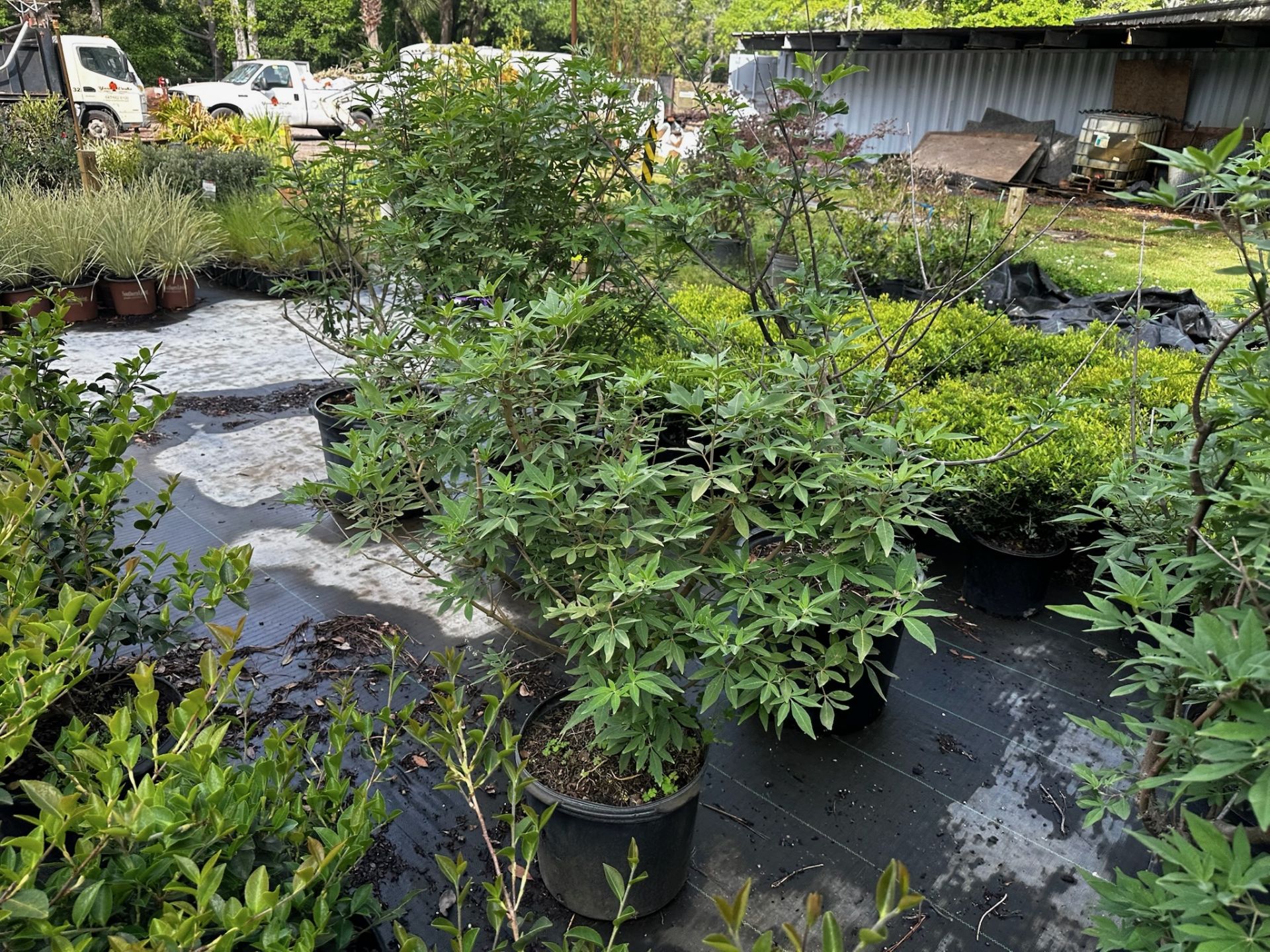 Decorative Bushes - Image 11 of 11