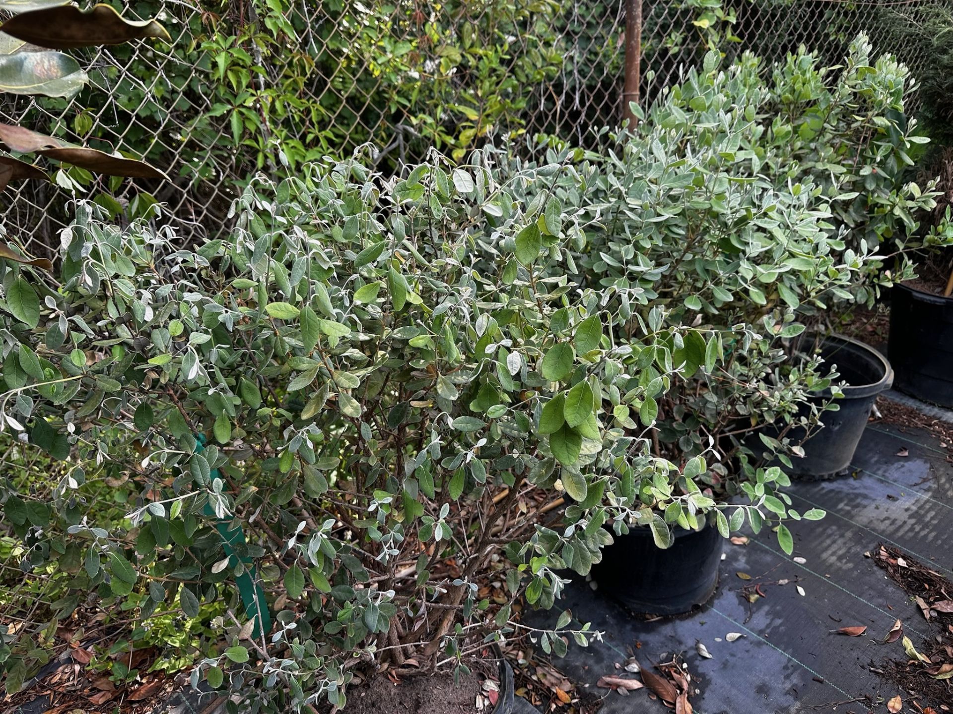 Decorative Bushes - Image 8 of 11