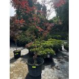 Japanese Maple