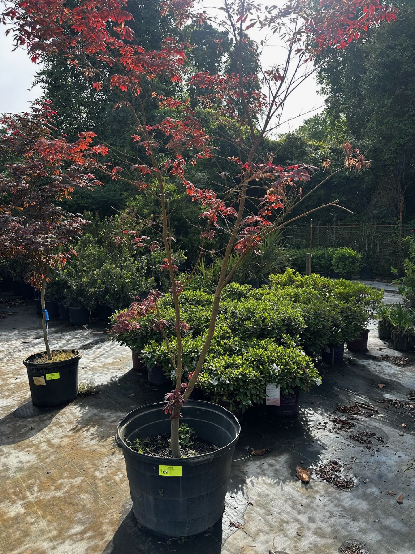 Japanese Maple