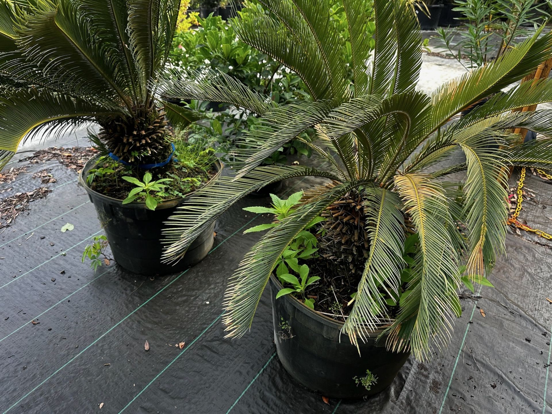 Assorted Landscaping Plants - Image 7 of 7