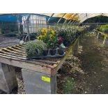 Assorted Plants