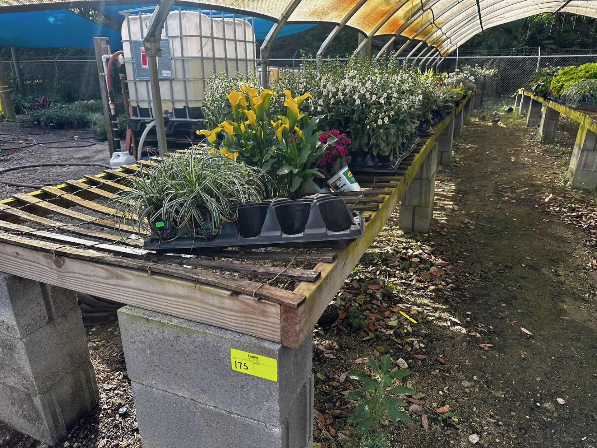 Assorted Plants