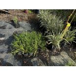 Assorted Landscaping Plants