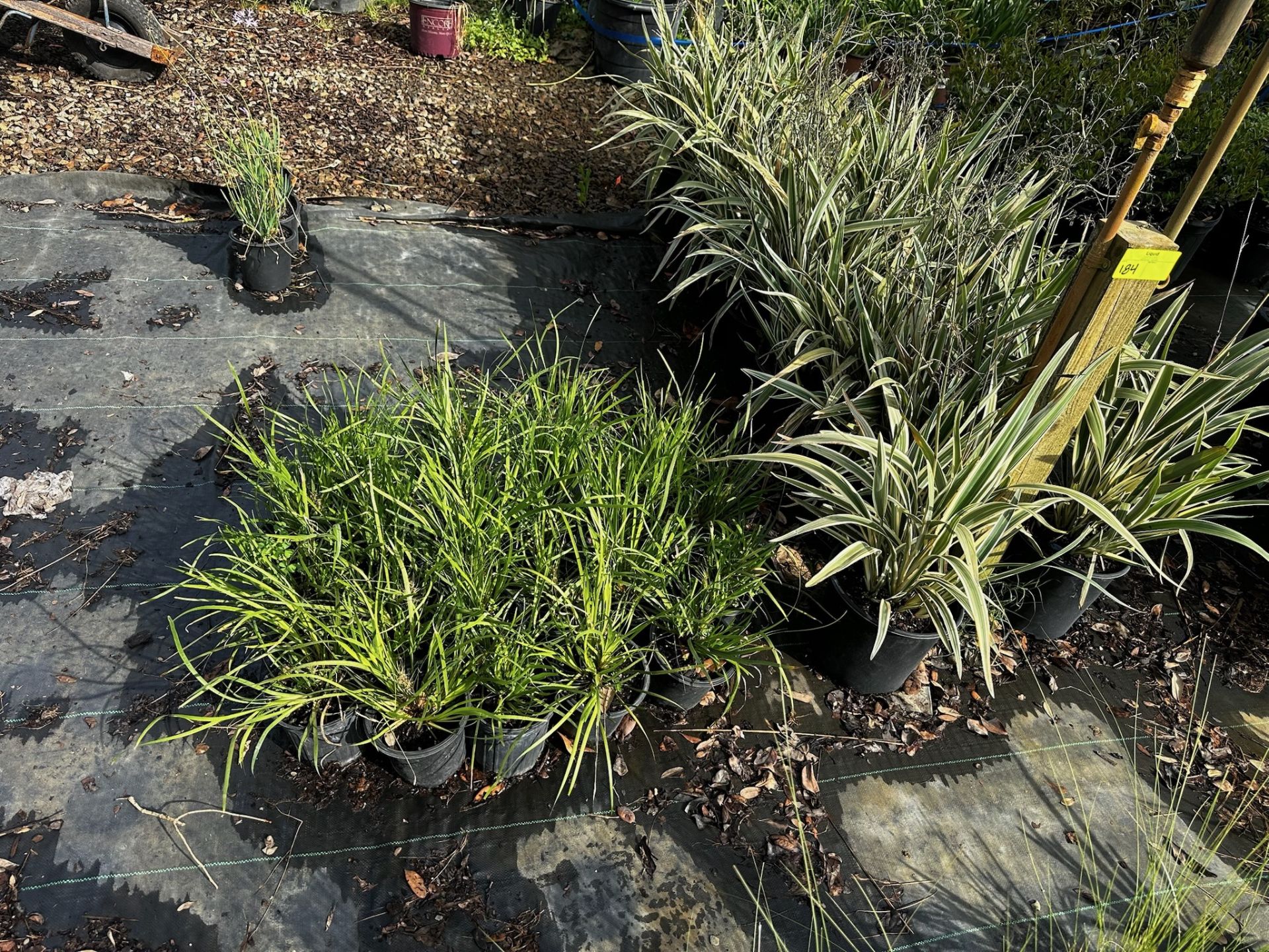 Assorted Landscaping Plants