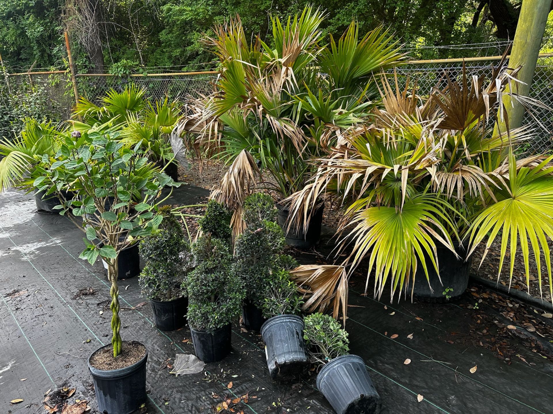 Assorted Landscaping Plants - Image 6 of 7