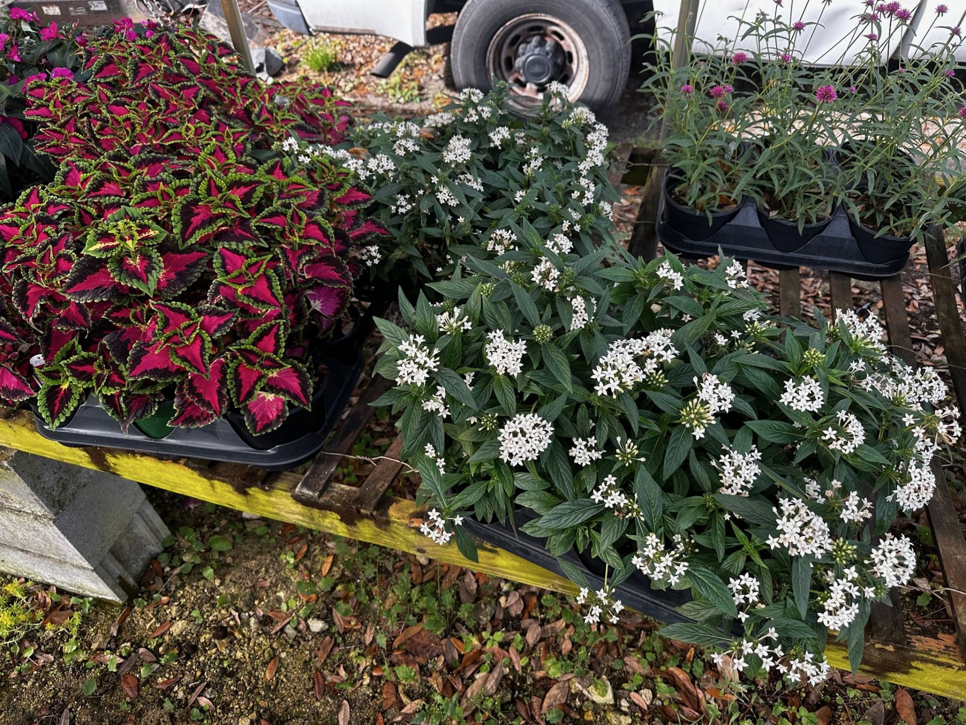 Assorted Plants - Image 5 of 14