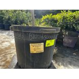 Bloodgood Japanese Maple