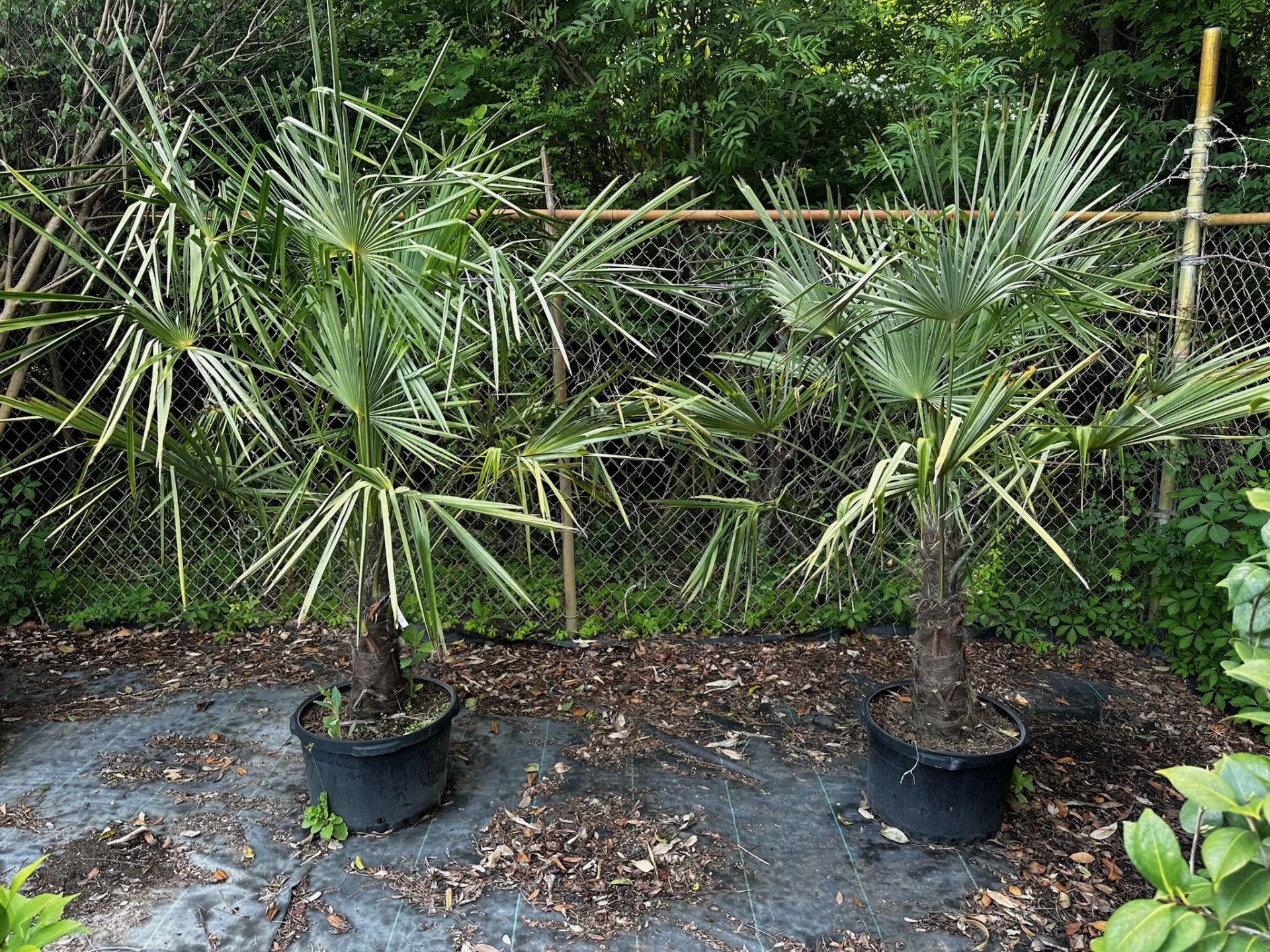 Trees and Large Bushes - Image 6 of 7