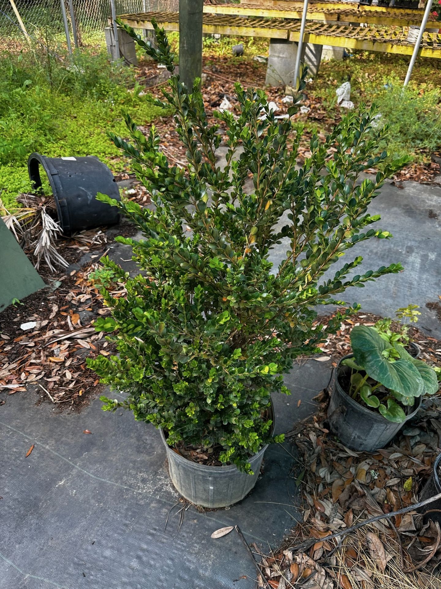 Assorted Landscaping Plants - Image 6 of 7