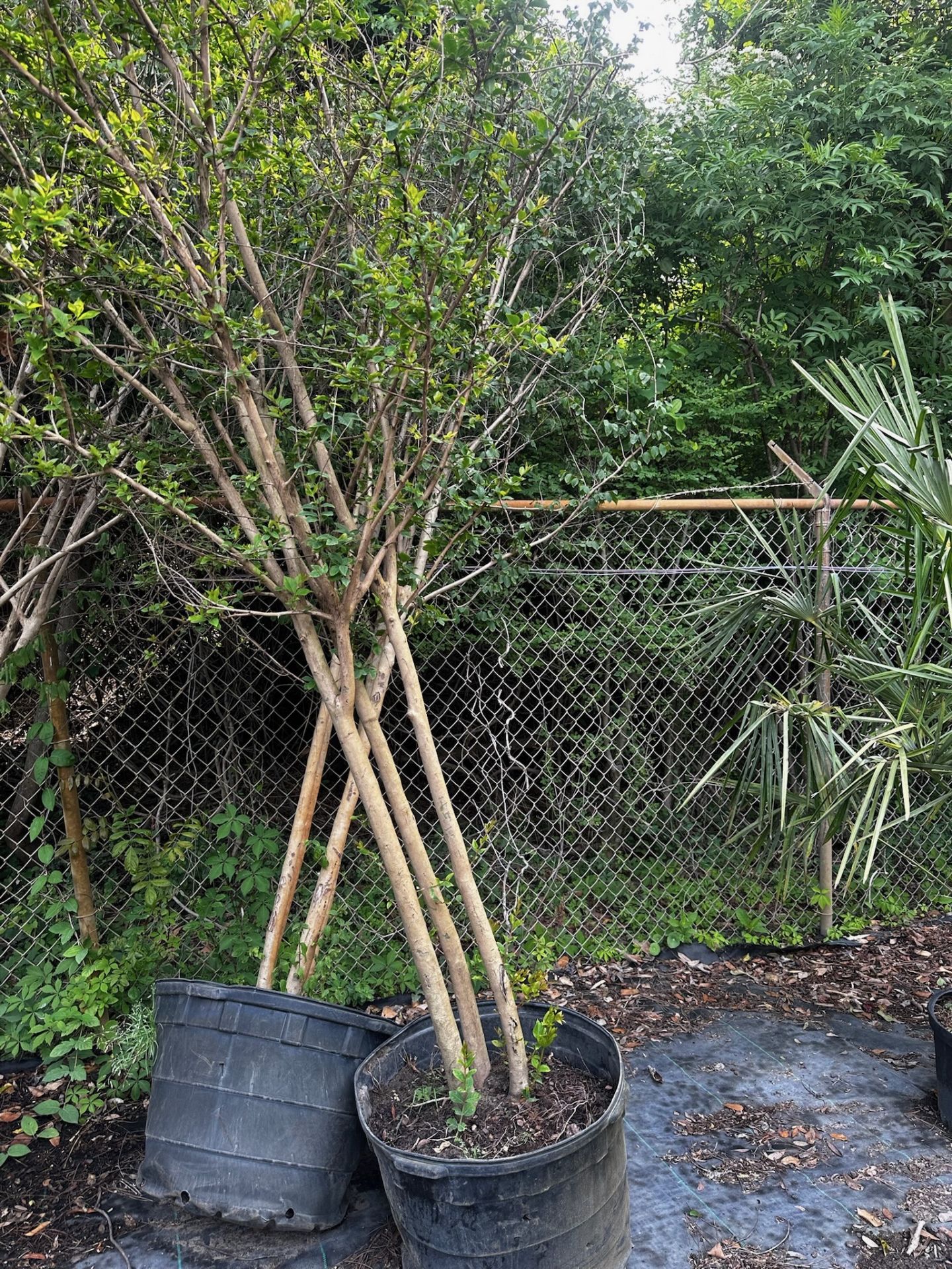 Trees and Large Bushes - Image 7 of 7
