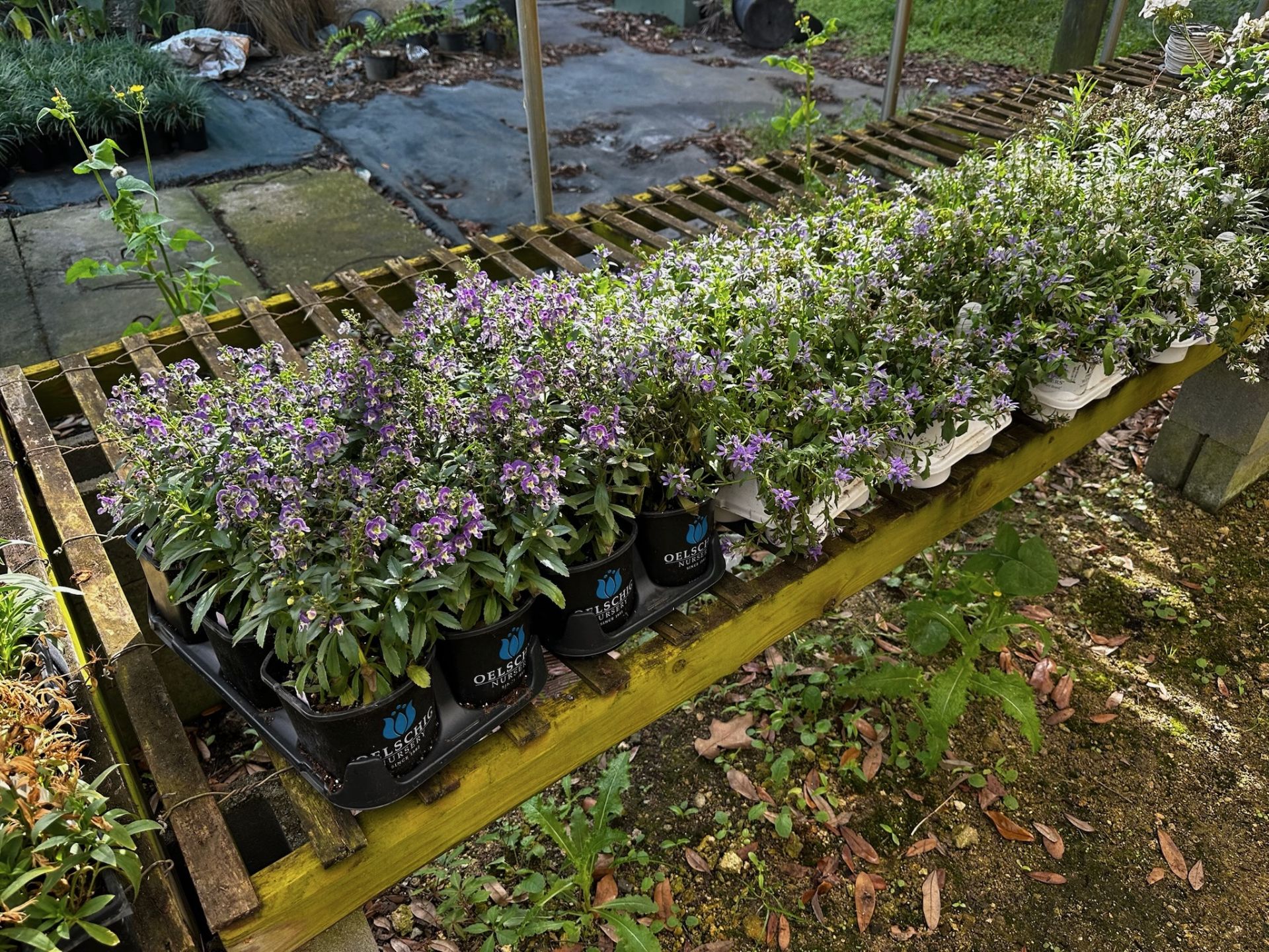 Assorted Plants - Image 9 of 11