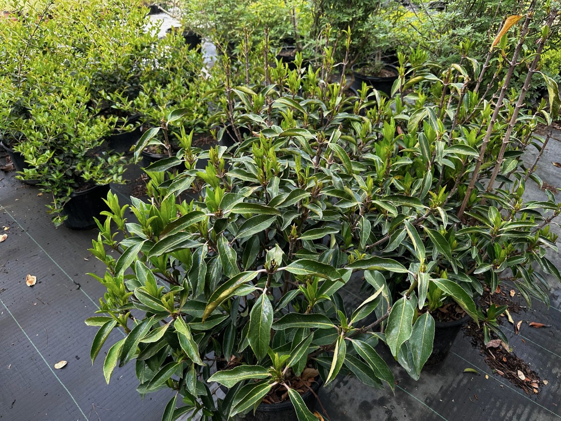 Decorative Bushes - Image 9 of 11
