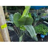 Assorted Landscaping Plants