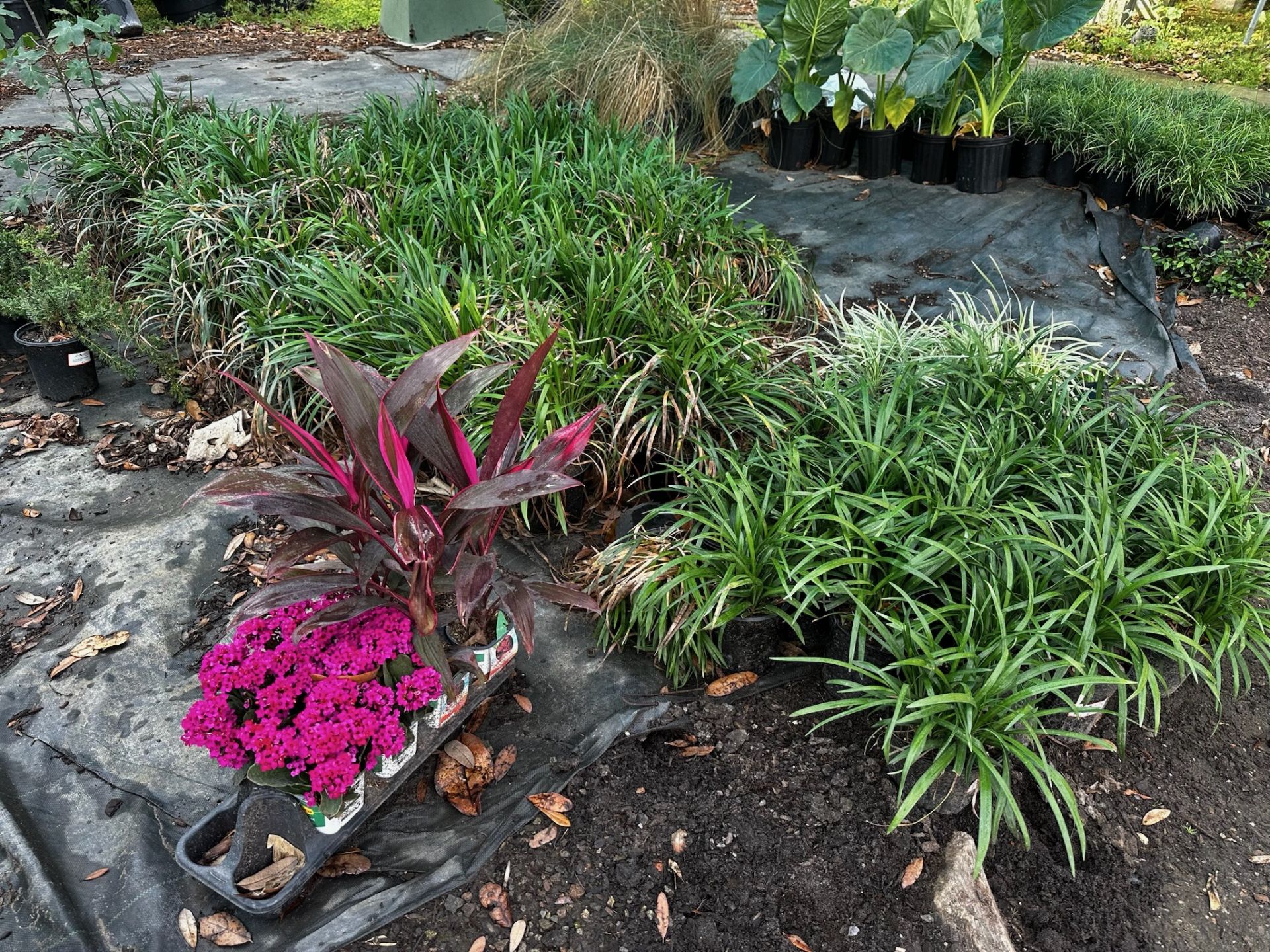 Assorted Landscaping Plants - Image 2 of 7