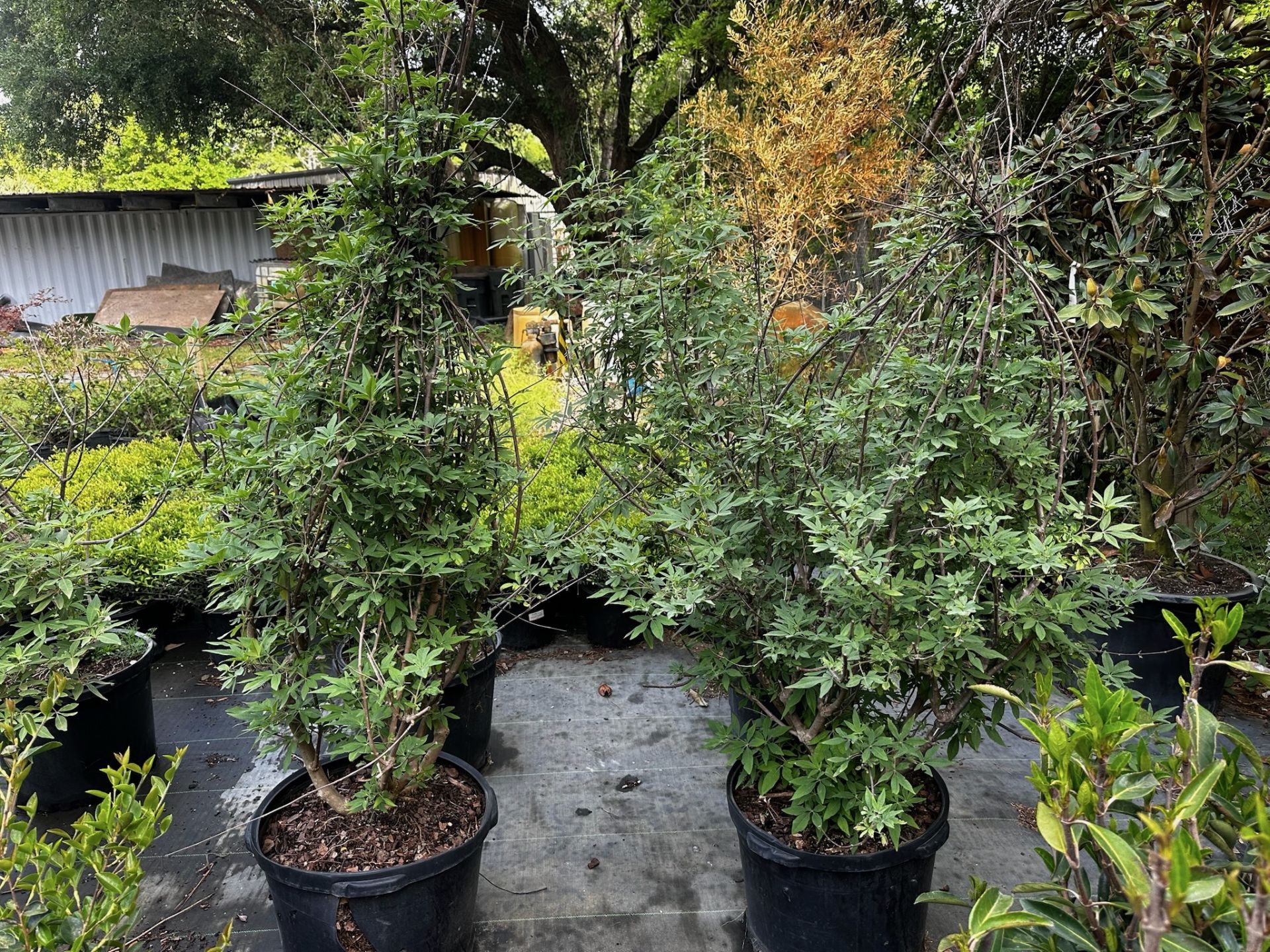 Decorative Bushes - Image 10 of 11
