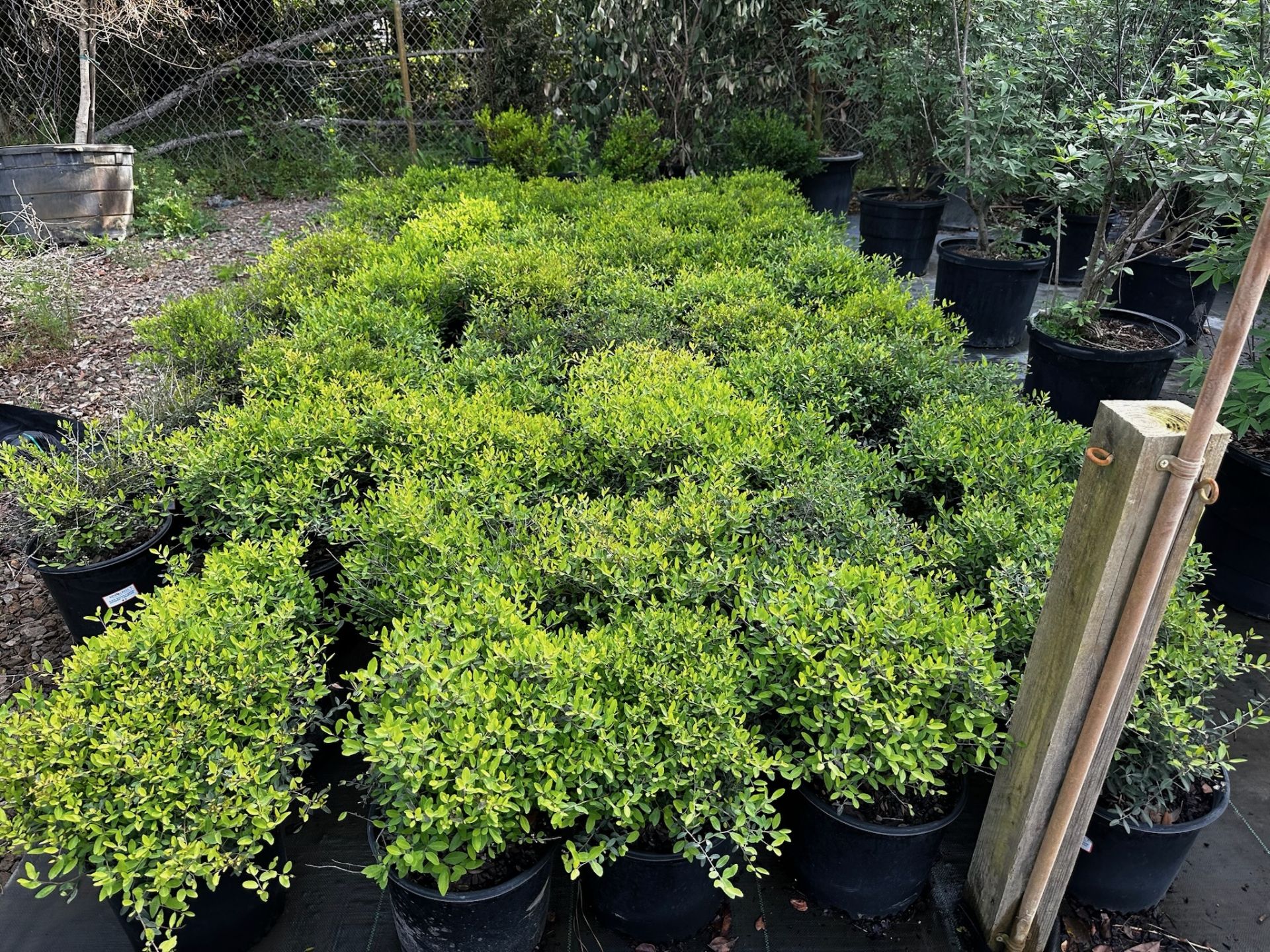 Decorative Bushes - Image 3 of 11