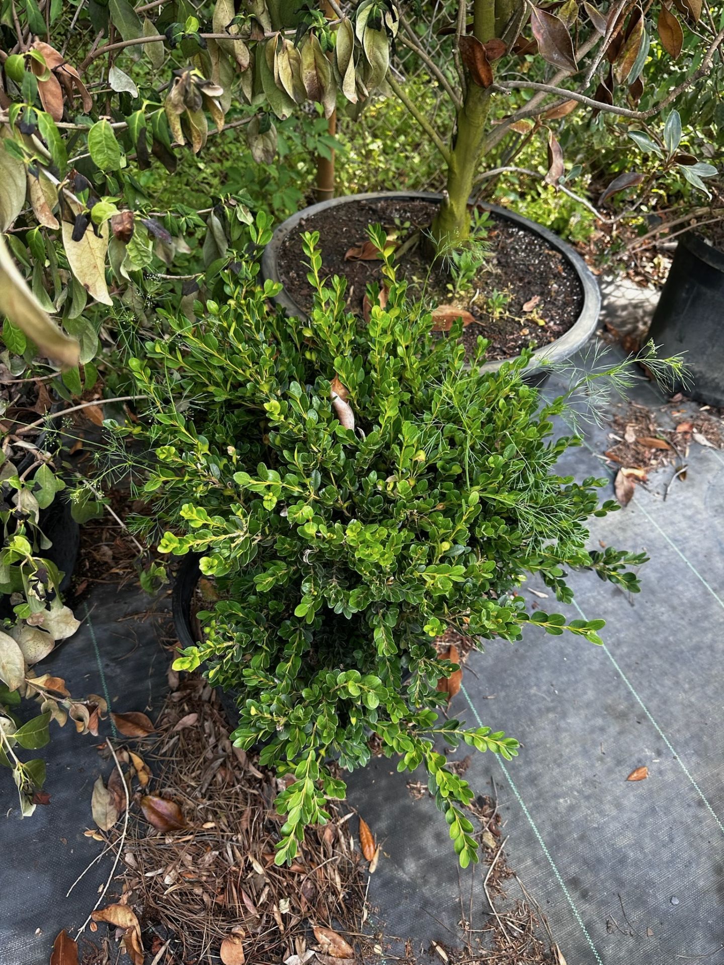Decorative Bushes - Image 7 of 11