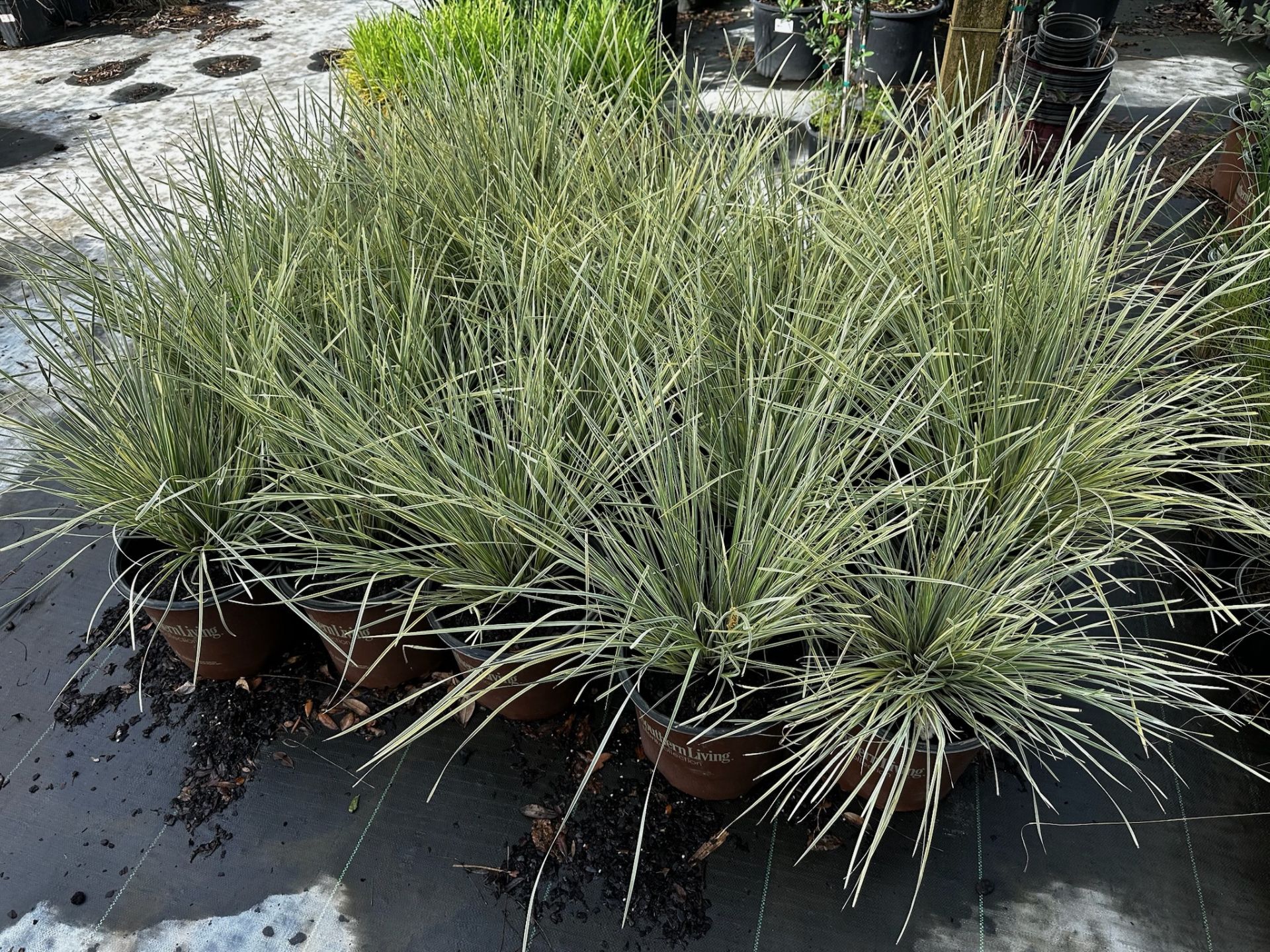 Assorted Landscaping Plants - Image 4 of 7