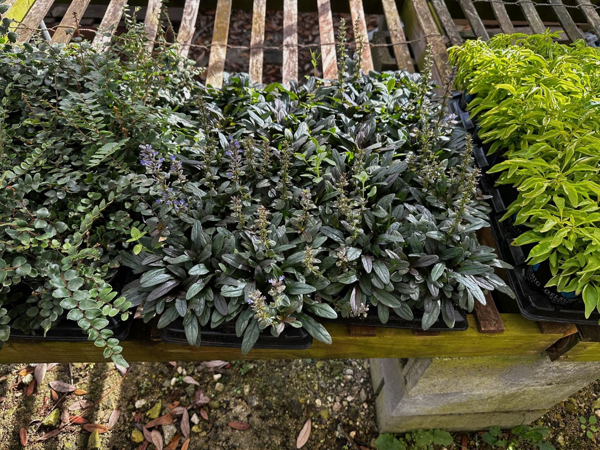 Assorted Plants - Image 5 of 11
