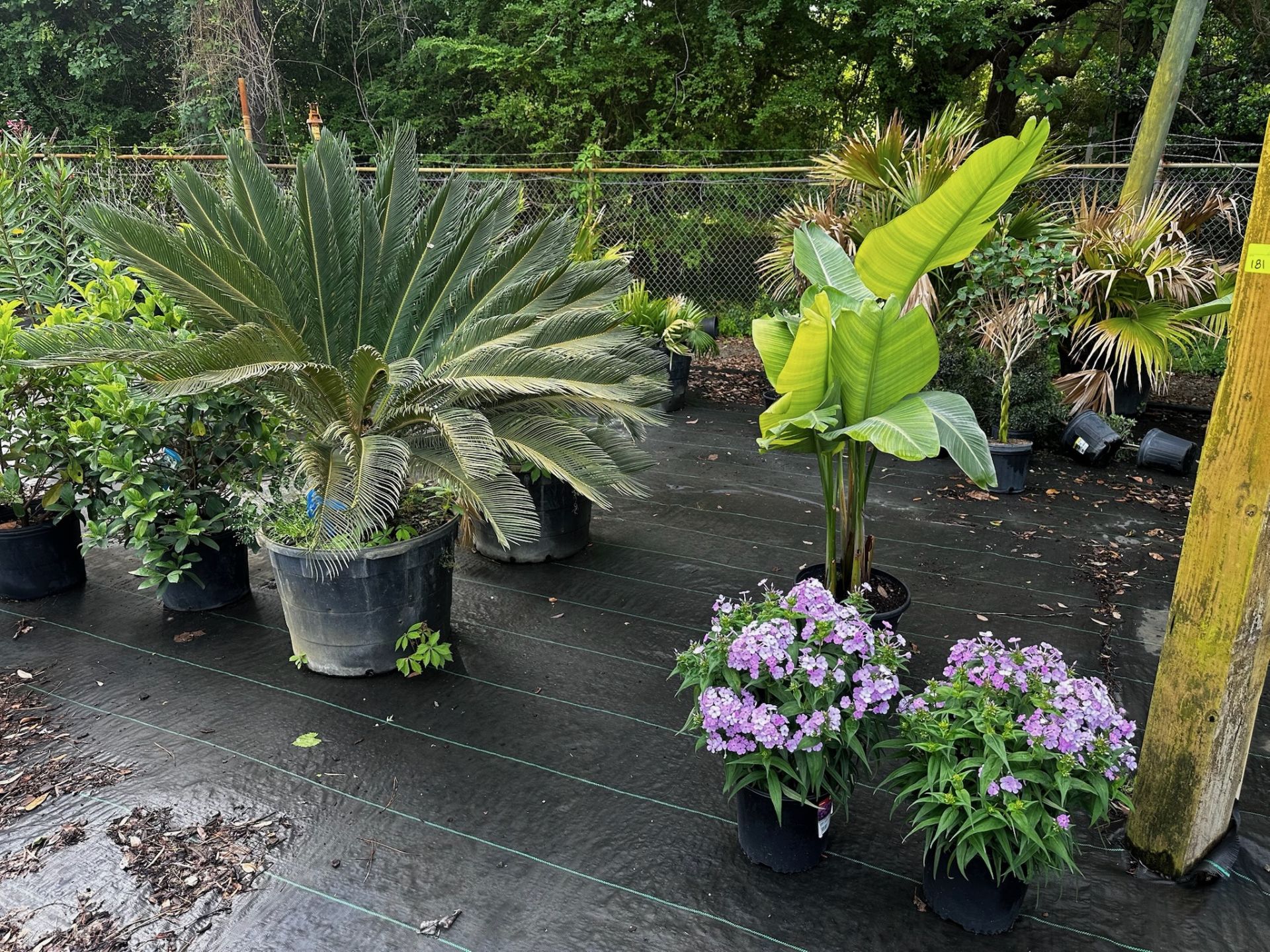 Assorted Landscaping Plants - Image 2 of 7