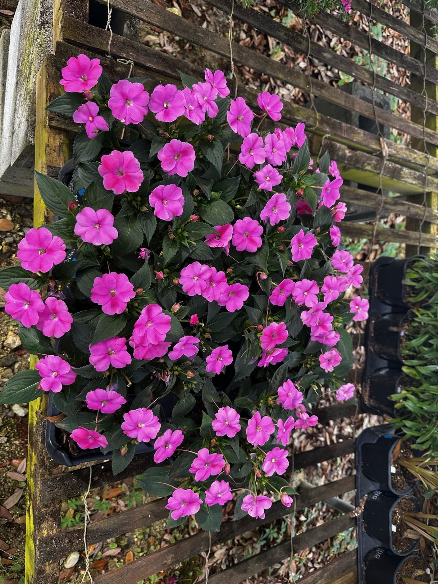 Assorted Plants - Image 10 of 14
