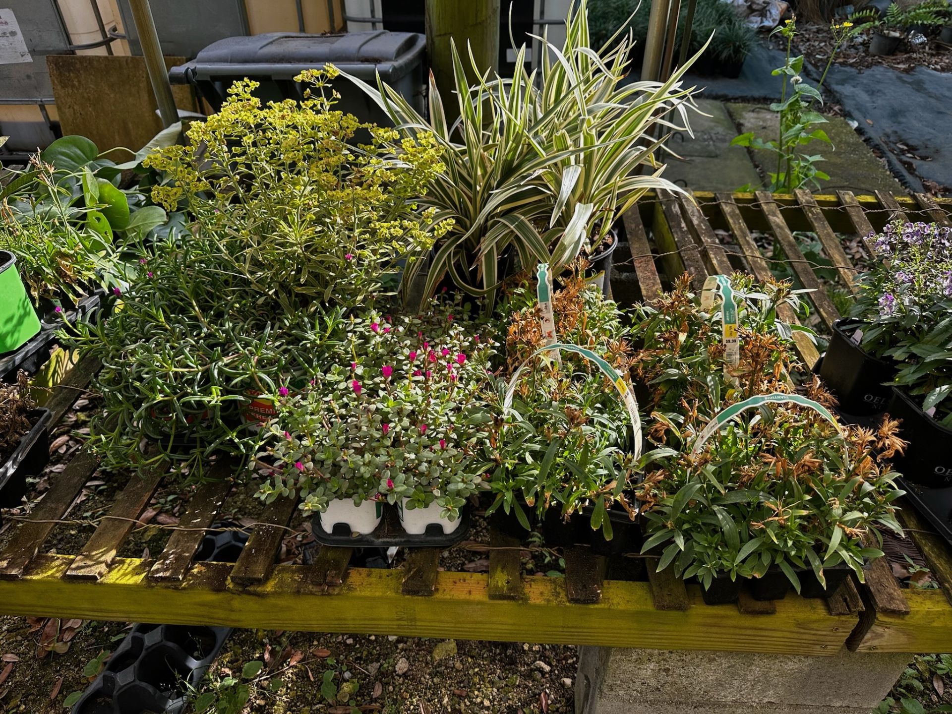 Assorted Plants - Image 8 of 11