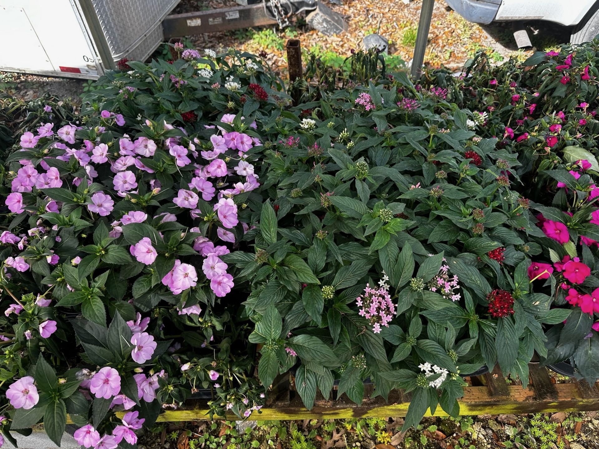 Assorted Plants - Image 7 of 14