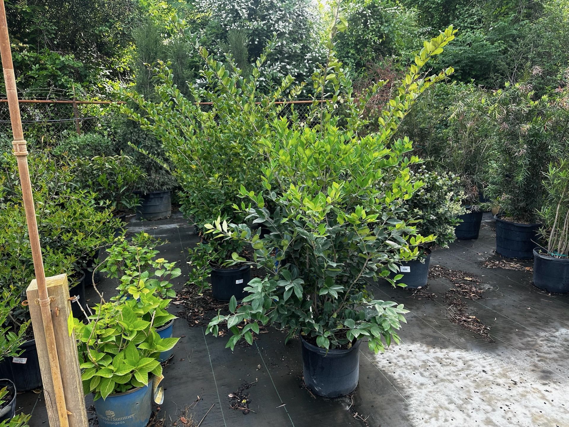 Decorative Bushes - Image 2 of 9
