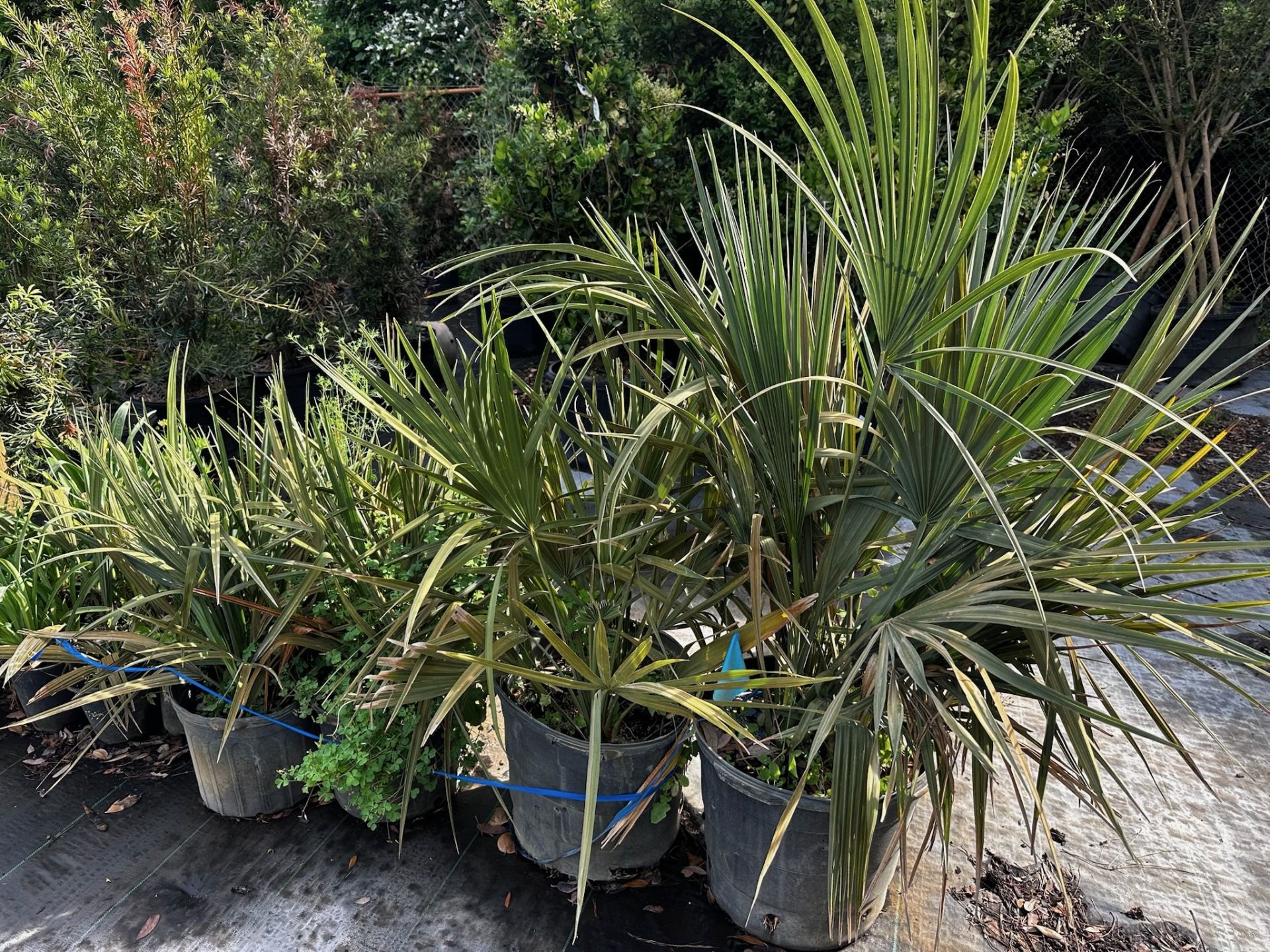 Large Decorative Bushes - Image 2 of 6