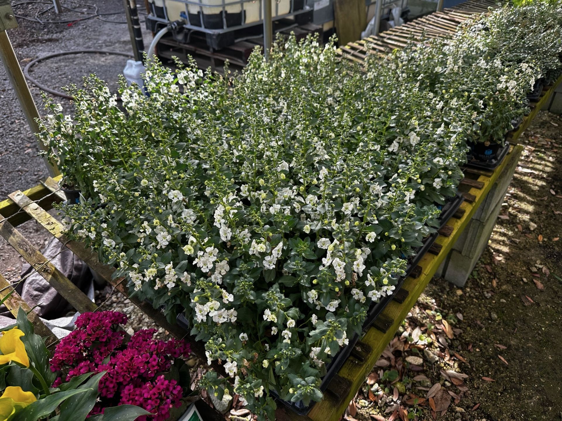Assorted Plants - Image 3 of 11