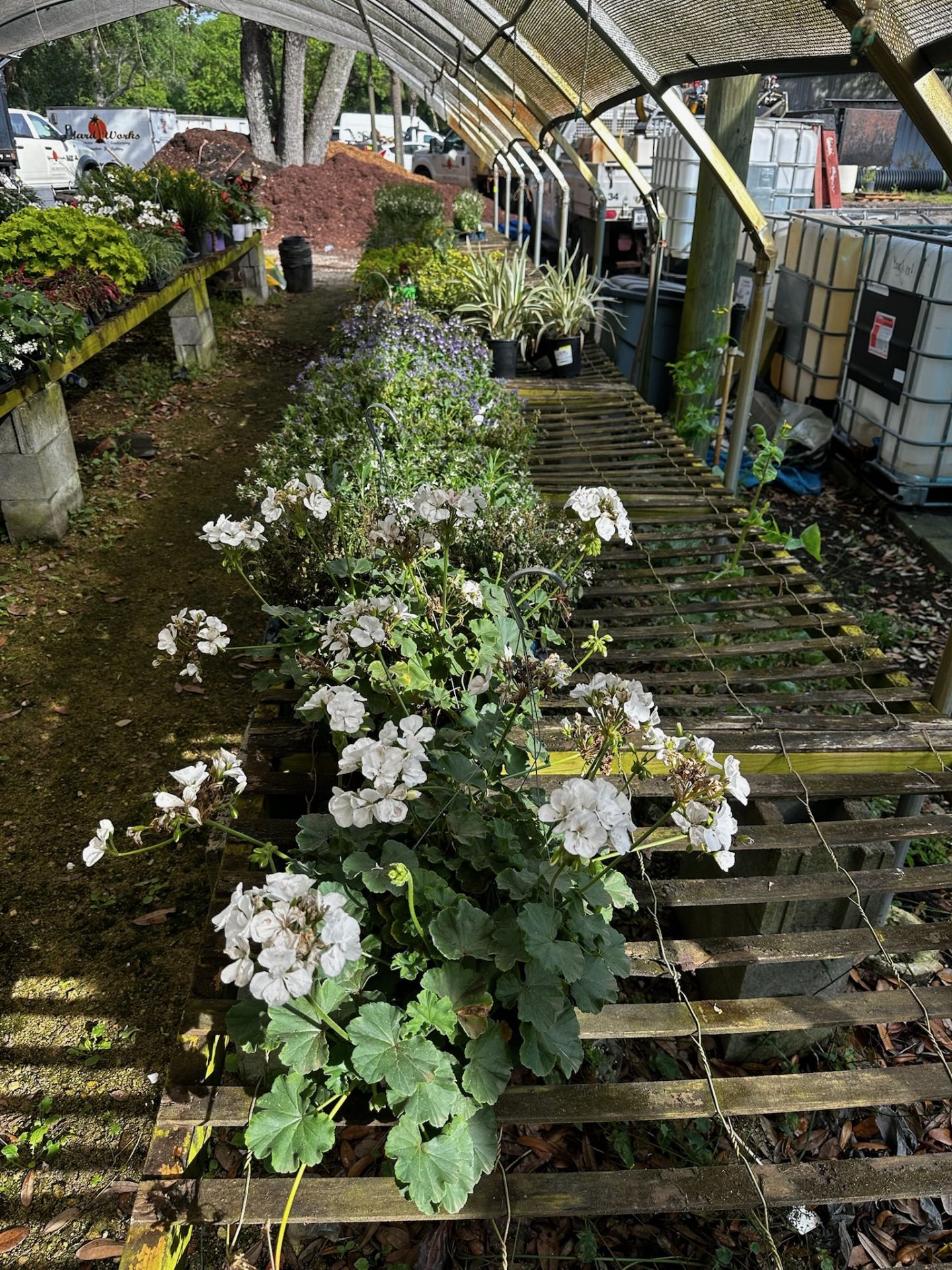 Assorted Plants - Image 11 of 11