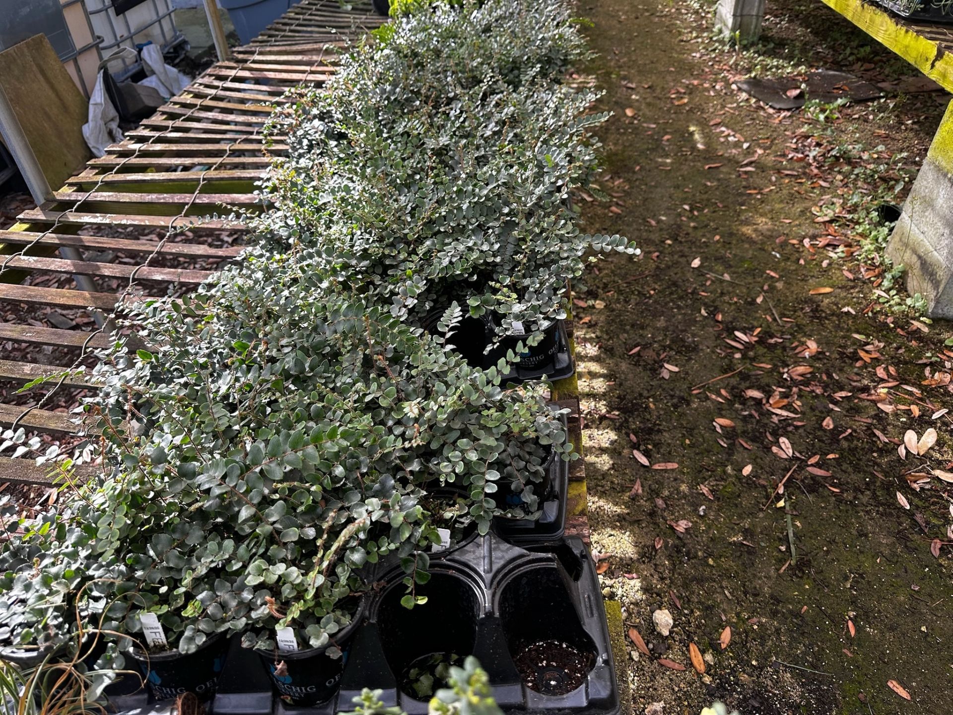 Assorted Plants - Image 4 of 11