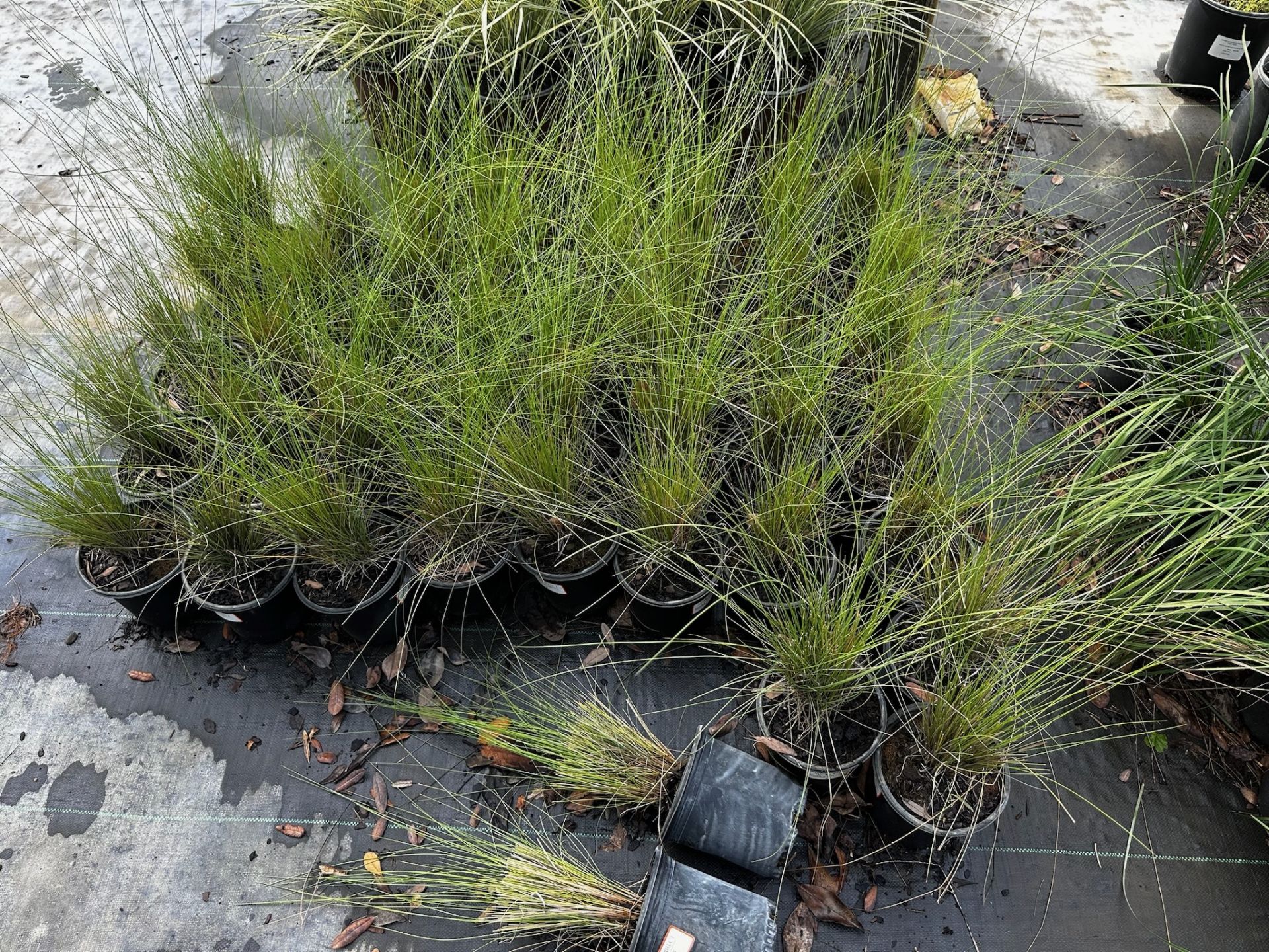 Assorted Landscaping Plants - Image 6 of 9