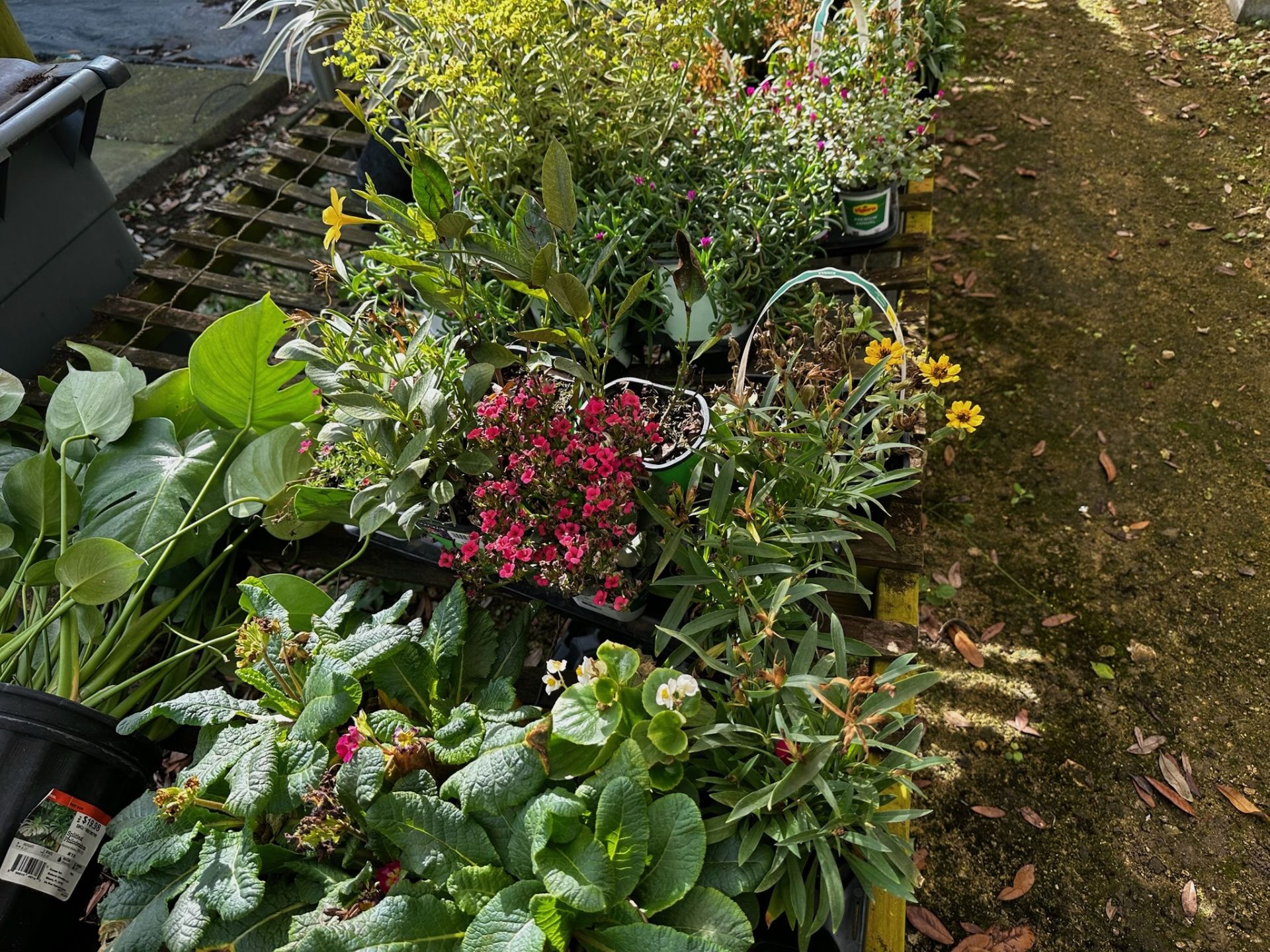 Assorted Plants - Image 7 of 11