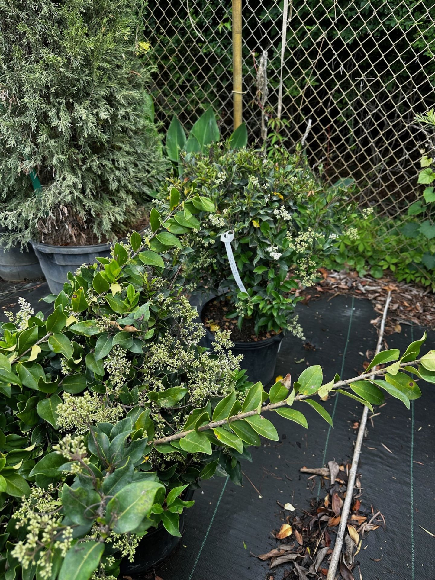 Decorative Bushes - Image 7 of 9