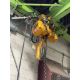 HARRINGTON 2-TON ELECTRIC HOIST SYSTEM - Image 3 of 4