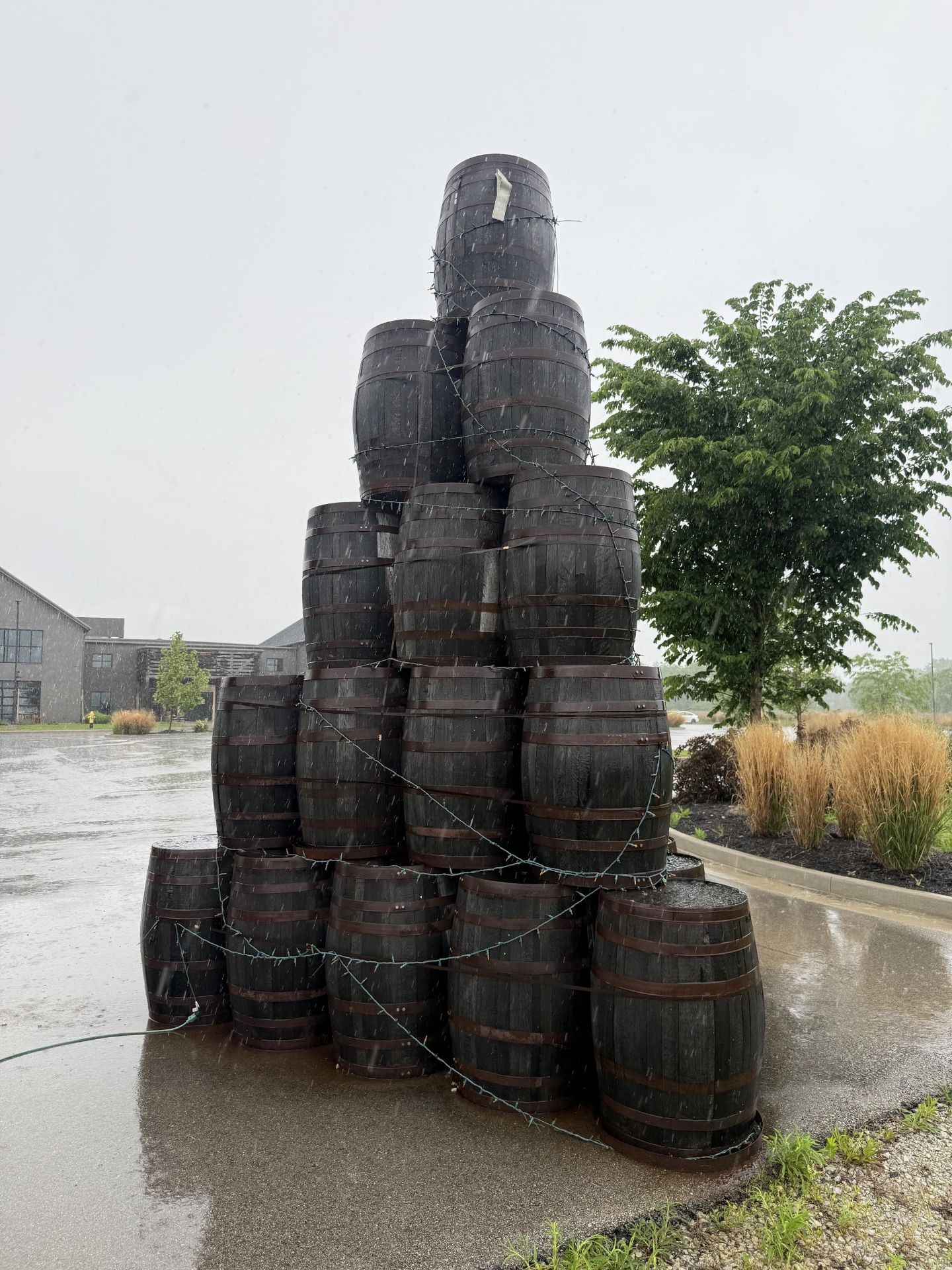 Whiskey Barrel Display- QTY Approx (33) 53 gallon - Image 2 of 2