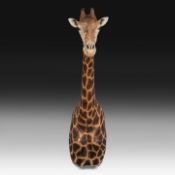 A fine giraffe (Giraffa camelopardalis) shoulder mount, taxidermy trophy, H 308 cm - W 60 cm - D 190