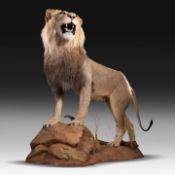 A fine lion (Panthera leo) full mount, taxidermy trophy, H 171 cm - W 75 cm - D 200 cm - total weigh