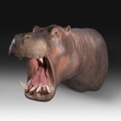 A fine hippo (Hippopotamus amphibius) shoulder mount, taxidermy trophy, H 80 cm - W 85 cm - D 140 cm