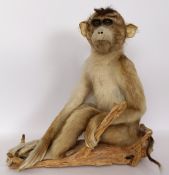 Taxidermy: Possibly a Pig-Tailed Macaque monkey, seated on a log, 29 cm high