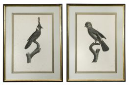 After Jacques Barraband (1768-1809) (8)