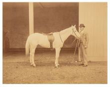 Richard Keene Jr. (1852-1899) Equestrian Studies, Polo Ponies c.1870s