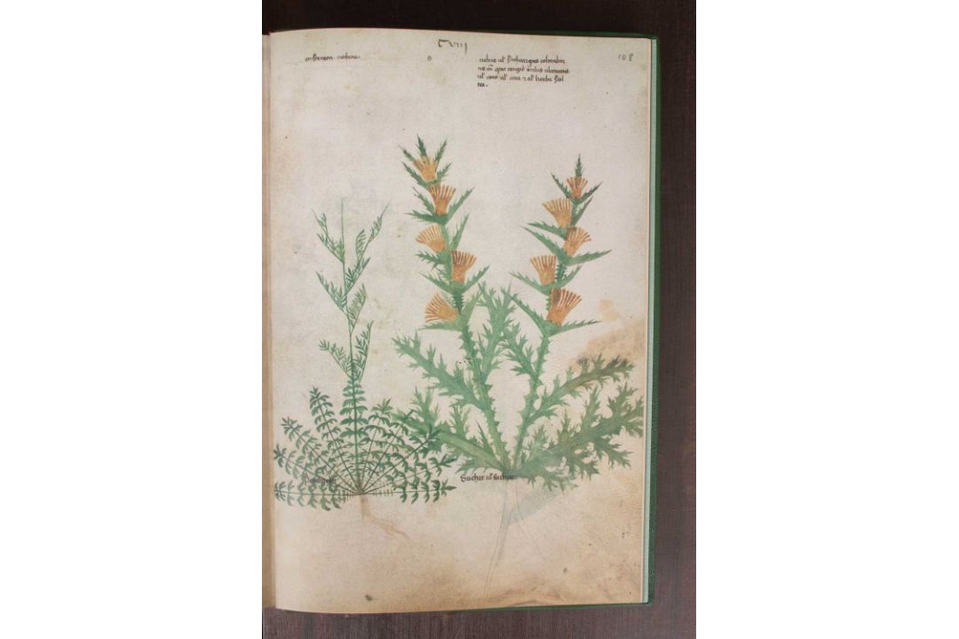 [Folio Society] Tractatus de Herbis - Image 3 of 4
