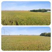 +/-80 Acres of Aetna Township, PIpestone County, MN Land